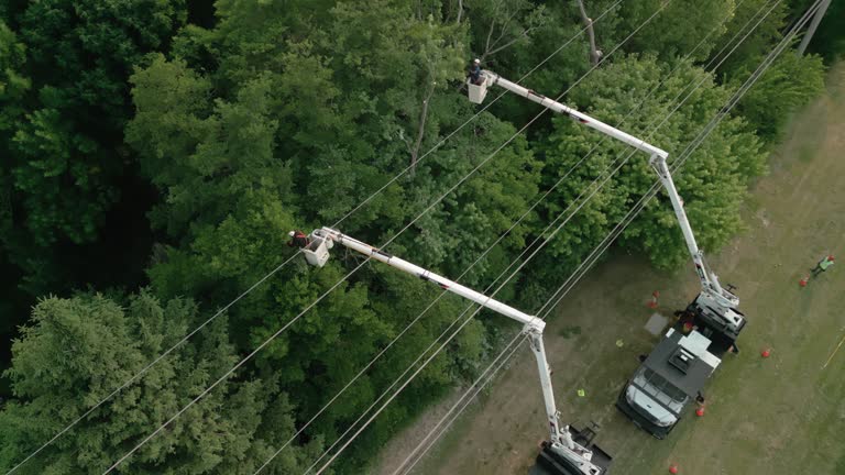 Best Commercial Tree Removal  in Deltona, FL